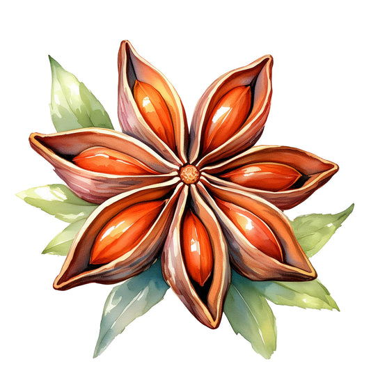 CLEARANCE | Anise Essential Oil | Limited Availability