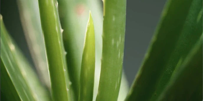 Unlock the Soothing Power of Aloe Vera Leaf Juice for Hair and Skin: Your Ultimate Guide