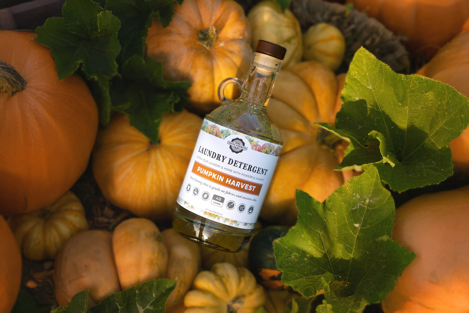 pumpkin harvest