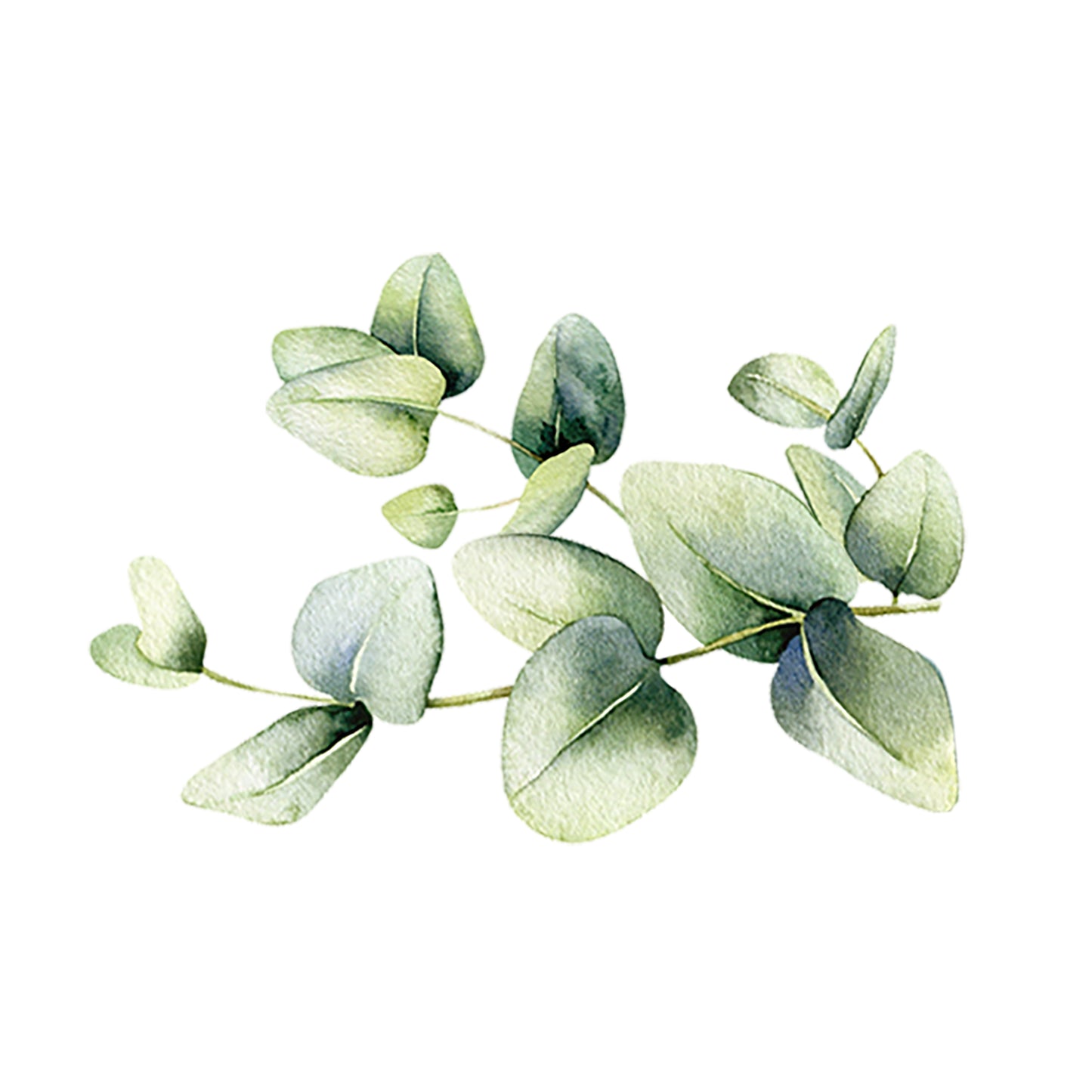 Eucalyptus Essential Oil