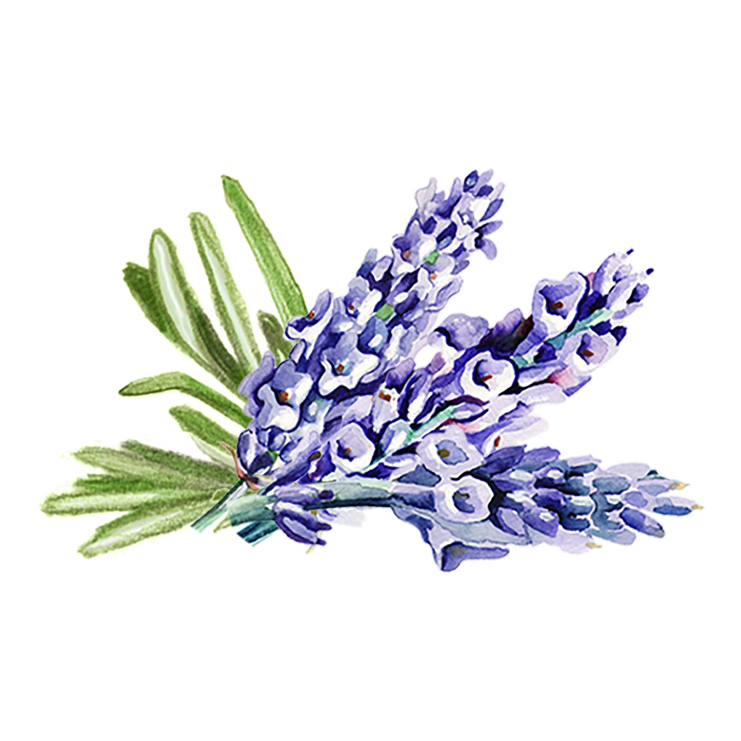 Lavender & Rosemary Essential Oil Blend