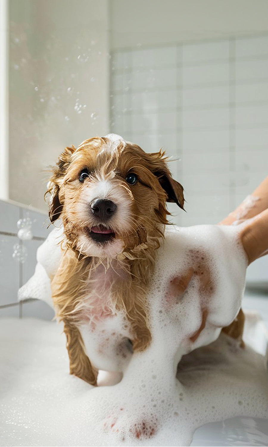 Deodorizing Pet Spray | The Between-Wash Wonder